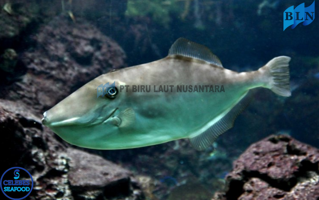 The Fascinating World of Leatherjacket Fish: Facts and Habitat